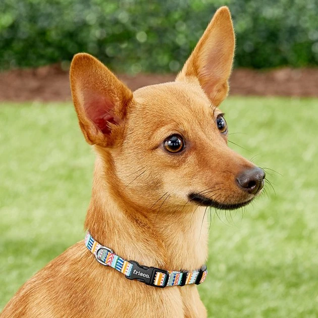 Frisco Patterned Polyester Dog Collar 5 Frisco Patterned Polyester Dog Collar - Image 3