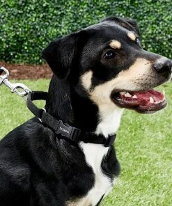 Frisco Solid Nylon Martingale Dog Collar with Buckle -Frisco Sales 2024 139159 PT2. SY630 V1620069759