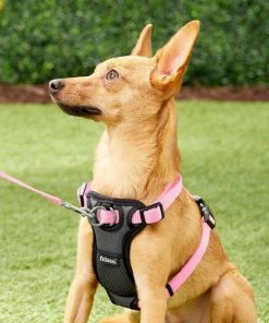 Frisco Padded Nylon No Pull Dog Harness -Frisco Sales 2024 140003 PT1. SY630 V1522359285