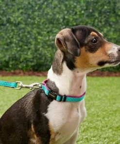 Frisco Patterned Nylon Dog Collar -Frisco Sales 2024 140035 PT2. SY630 V1620170865