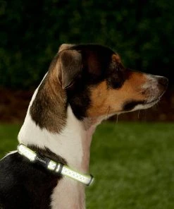 Frisco Patterned Polyester Reflective Dog Collar -Frisco Sales 2024 151018 PT2. SY630 V1620167610