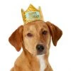 Frisco Happy Birthday Dog & Cat Crown -Frisco Sales 2024 153665 MAIN. SY630 V1551230974