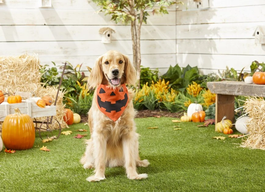 Frisco Jack O' Lantern Pumpkin Dog & Cat Bandana 6 Frisco Jack O' Lantern Pumpkin Dog & Cat Bandana - Image 4
