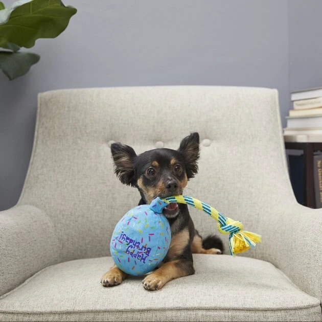 Frisco Birthday Balloon Dog Toy 5 Frisco Birthday Balloon Dog Toy - Image 3
