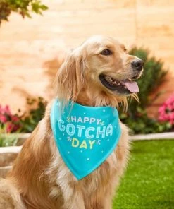 Frisco Happy Gotcha Day Dog & Cat Bandana -Frisco Sales 2024 191247 PT3. SY630 V1586899165
