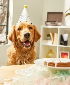 Frisco Confetti Dog & Cat Birthday Hat -Frisco Sales 2024 191274 PT5. SY630 V1582053252