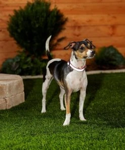 Frisco Solid Polyester Reflective Dog Collar -Frisco Sales 2024 212775 PT5. SY630 V1628877724