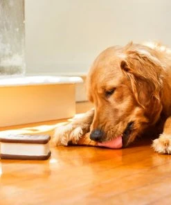 Frisco Ice Cream Sandwich & Ice Cream Cone Latex Dog Toy, 2-pack 7 Frisco Ice Cream Sandwich & Ice Cream Cone Latex Dog Toy, 2-pack -Frisco Sales 2024 213840 PT8. SY630 V1600488499