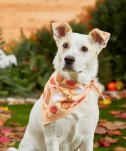 Frisco Whimsical Halloween Dog & Cat Bandana -Frisco Sales 2024 215651 PT4. SY630 V1637676451
