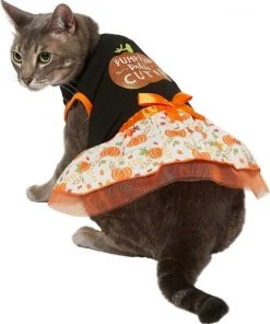 Frisco Pumpkin Patch Cutie Dog & Cat Dress 10 Frisco Pumpkin Patch Cutie Dog & Cat Dress -Frisco Sales 2024 215783 PT2. SY630 V1632417114