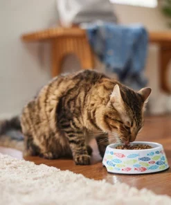 Frisco Colorful Fish Melamine Cat Bowl, 1.5 Cups -Frisco Sales 2024 216047 PT7. SY630 V1633025238