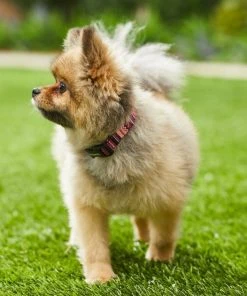 Frisco Red Boho Dog Collar -Frisco Sales 2024 247035 PT3. SY630 V1606863749