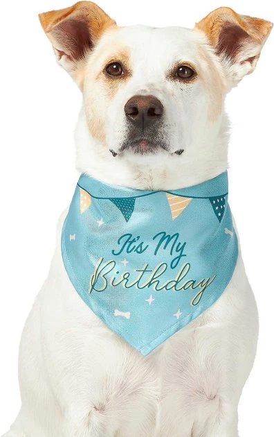 Frisco It's My Birthday Dog & Cat Bandana, Blue 5 Frisco It's My Birthday Dog & Cat Bandana, Blue - Image 3