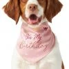 Frisco It's My Birthday Dog & Cat Bandana, Pink 1 Frisco It's My Birthday Dog & Cat Bandana, Pink -Frisco Sales 2024 248702 MAIN. SY630 V1614611594
