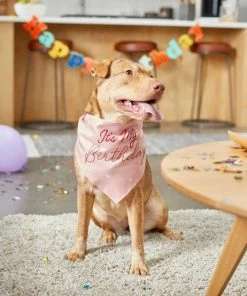 Frisco It's My Birthday Dog & Cat Bandana, Pink -Frisco Sales 2024 248702 PT5. SY630 V1633073795