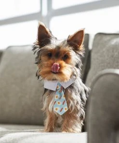 Frisco Brunch Dog & Cat Neck Tie -Frisco Sales 2024 249305 PT7. SY630 V1614274998