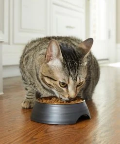 Frisco Matte Black Design Light Copper Stainless Steel Dog & Cat Bowl -Frisco Sales 2024 253050 PT2. SY630 V1616597804