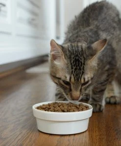 Frisco Gold Trim Melamine Dog & Cat Bowl, Cream -Frisco Sales 2024 253062 PT2. SY630 V1616595766