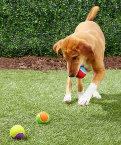 Frisco||True Acre Foods Frisco Fetch Squeaking Colorful Tennis Ball Dog Toy & True Acre Foods Salmon Recipe Mini-Training Rewards Grain-Free Soft & Chewy Dog Treats -Frisco Sales 2024 255469 PT2. SY630 V1602691284