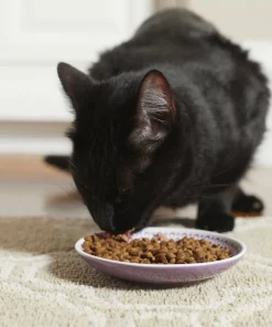 Frisco Kaleidoscope Pattern Non-skid Ceramic Cat Dish, Purple, 0.62 Cup -Frisco Sales 2024 256088 PT2. SY630 V1616167026