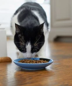 Frisco Cat Face Non-skid Ceramic Cat Dish, Blue, 0.50 Cup -Frisco Sales 2024 256101 PT3. SY630 V1617130591