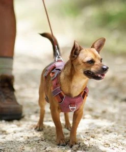 Frisco Outdoor Lightweight Ripstop Nylon Dog Harness 11 Frisco Outdoor Lightweight Ripstop Nylon Dog Harness -Frisco Sales 2024 256455 PT5. SY630 V1625585374