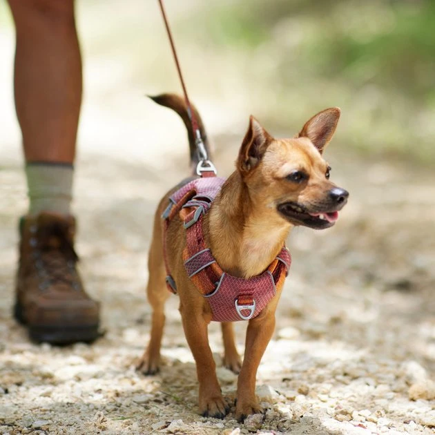 Frisco Outdoor Lightweight Ripstop Nylon Dog Harness 7 Frisco Outdoor Lightweight Ripstop Nylon Dog Harness - Image 5