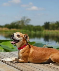 Frisco Outdoor Solid Textured Waterproof Stink Proof PVC Dog Collar 9 Frisco Outdoor Solid Textured Waterproof Stink Proof PVC Dog Collar -Frisco Sales 2024 256497 PT5. SY630 V1625585728