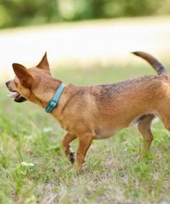 Frisco Outdoor Nylon Reflective Comfort Padded Dog Collar -Frisco Sales 2024 256658 PT5. SY630 V1625586779