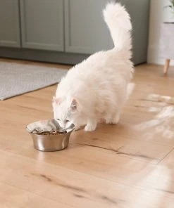 Frisco Flare Dog & Cat Bowl -Frisco Sales 2024 257162 PT7. SY630 V1615989167