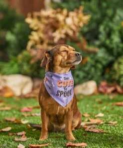 Frisco Too Cute to Spook Dog & Cat Bandana -Frisco Sales 2024 261098 PT8. SY630 V1624460903