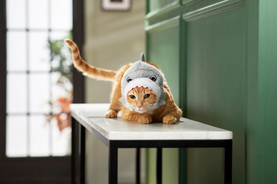 Frisco Shark Cat Costume, One Size 5 Frisco Shark Cat Costume, One Size - Image 3