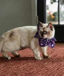 Frisco Spooky Halloween Cat Collar Ruffle, One Size -Frisco Sales 2024 261118 PT8. SY630 V1624306379