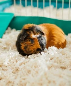 Frisco Small Pet Bedding, White, 2 pack, 43-L 11 Frisco Small Pet Bedding, White, 2 pack, 43-L -Frisco Sales 2024 263926 PT5. SY630 V1625586696