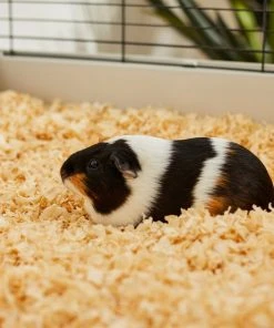 Frisco Pine Shaving Small Pet Bedding, 141-L -Frisco Sales 2024 263934 PT5. SY630 V1625585896