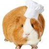 Frisco Chef Guinea Pig Costume Hat, One Size 2 Frisco Chef Guinea Pig Costume Hat, One Size -Frisco Sales 2024 265887 MAIN. SY630 V1624307870