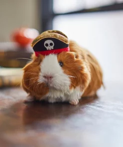 Frisco Pirate Guinea Pig Costume Hat, One Size -Frisco Sales 2024 265893 PT8. SY630 V1624336771