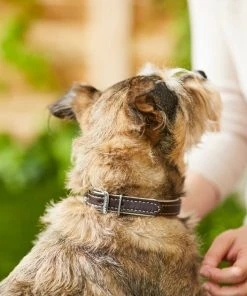 Frisco Two Tone Top Grain Leather Collar -Frisco Sales 2024 266526 PT3. SY630 V1619534946