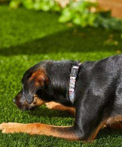 Frisco Traffic Signs Dog Collar 9 Frisco Traffic Signs Dog Collar -Frisco Sales 2024 269439 PT3. SY630 V1619536949