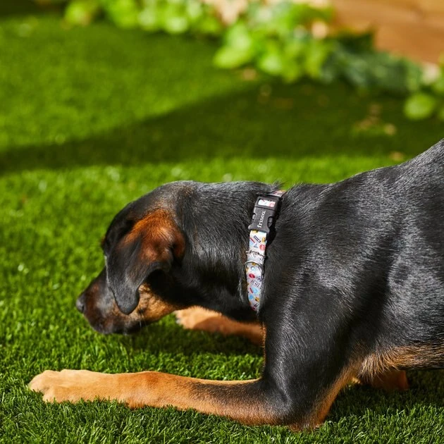 Frisco Traffic Signs Dog Collar 6 Frisco Traffic Signs Dog Collar - Image 4