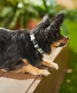 Frisco Ice Cream Party Dog Collar -Frisco Sales 2024 269469 PT3. SY630 V1619535824