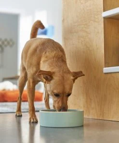 Frisco Modern Gold Rim Ceramic Dog & Cat Bowl -Frisco Sales 2024 270179 PT2. SY630 V1620762266