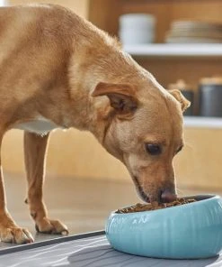 Frisco Slanted Ceramic Dog Bowl, Blue, 4.5 Cups -Frisco Sales 2024 270221 PT2. SY630 V1620761979