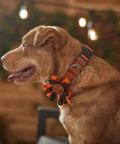 Frisco Orange Glitter Dog Collar with Pumpkin Ribbon -Frisco Sales 2024 272844 PT8. SY630 V1623879195