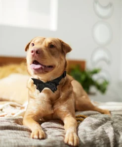 Frisco Removable Bat Wing Collar Bow -Frisco Sales 2024 272872 PT8. SY630 V1623879427