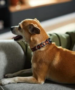 Frisco Spooky Pumpkin Dog Collar -Frisco Sales 2024 272878 PT8. SY630 V1623879563