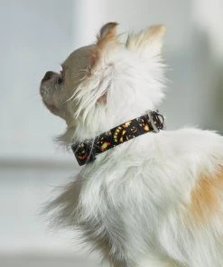 Frisco Scary Pumpkins Dog Collar -Frisco Sales 2024 272883 PT8. SY630 V1623879639