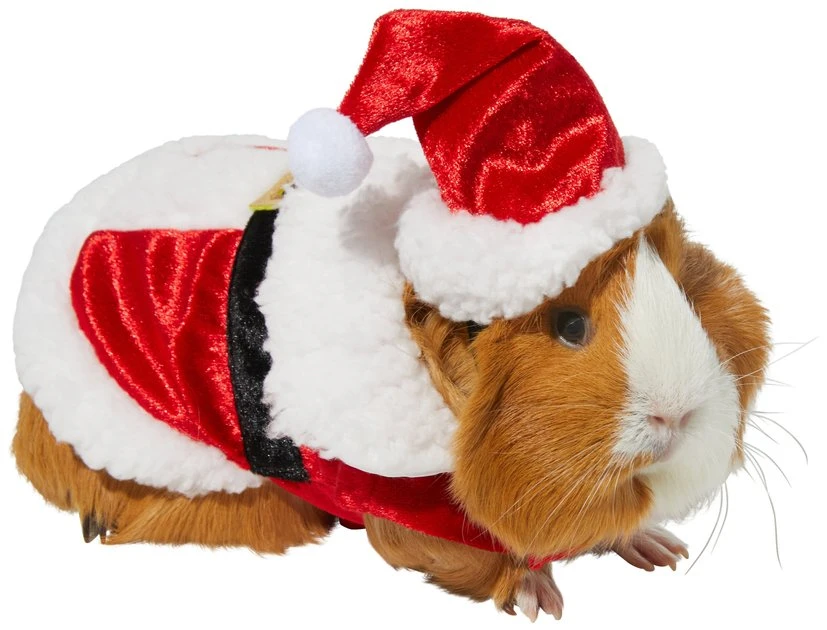 Frisco Santa Claus Guinea Pig Costume, One Size 3 Frisco Santa Claus Guinea Pig Costume, One Size