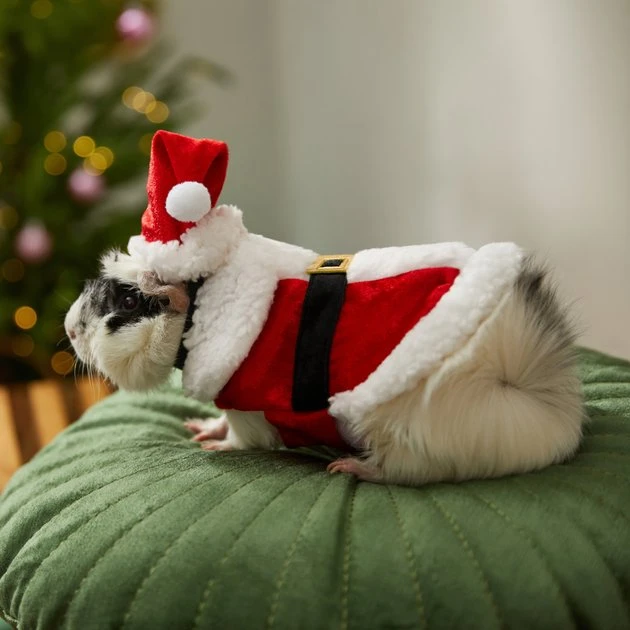 Frisco Santa Claus Guinea Pig Costume, One Size 8 Frisco Santa Claus Guinea Pig Costume, One Size - Image 6
