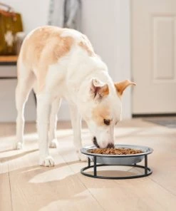 Frisco Elevated Non-skid Stainless Steel Dog & Cat Bowl -Frisco Sales 2024 277536 PT2. SY630 V1630346679